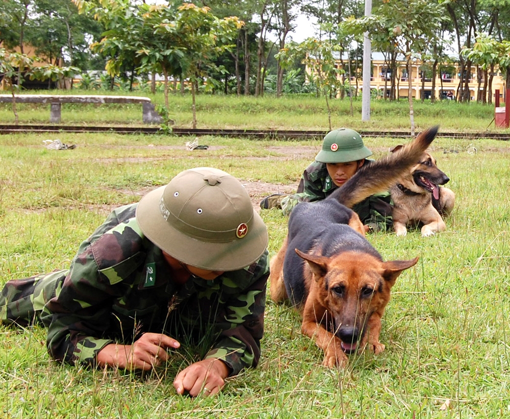 Huấn luyện chó nghiệp vụ cách bò chiến thuật.